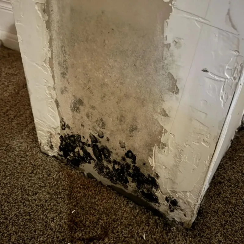 Professional Mold Removal in Hanson, MA